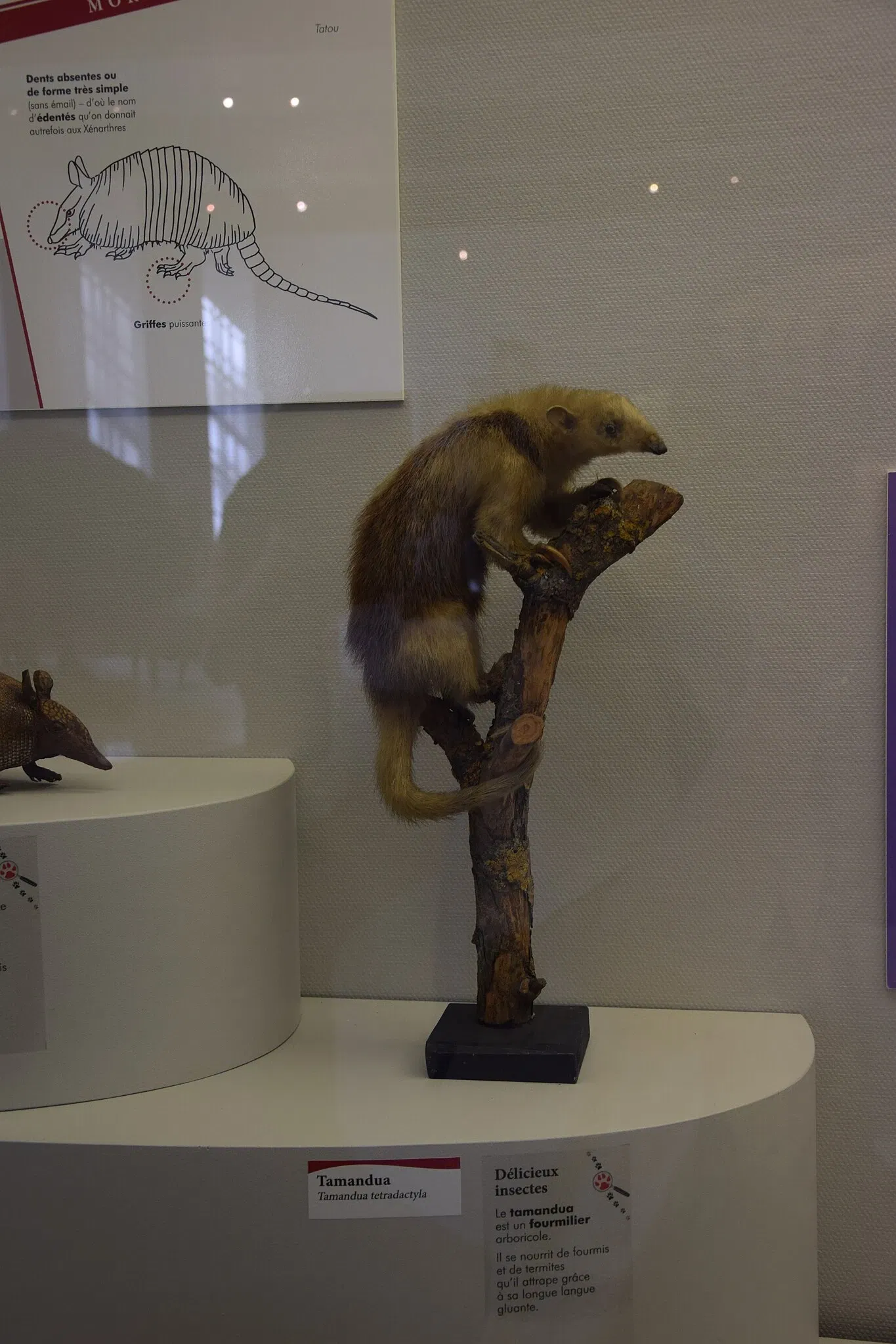 Museum of Fine Arts and Archeology