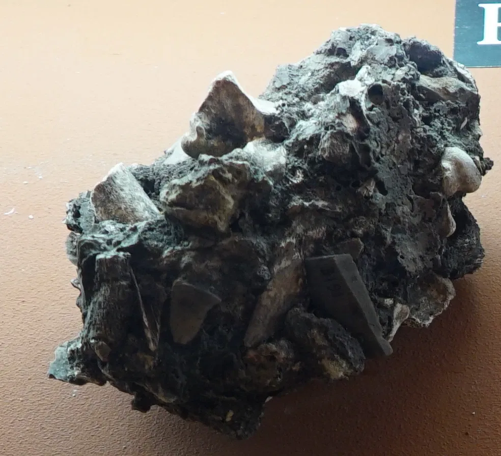 Museum of Fine Arts and Archeology