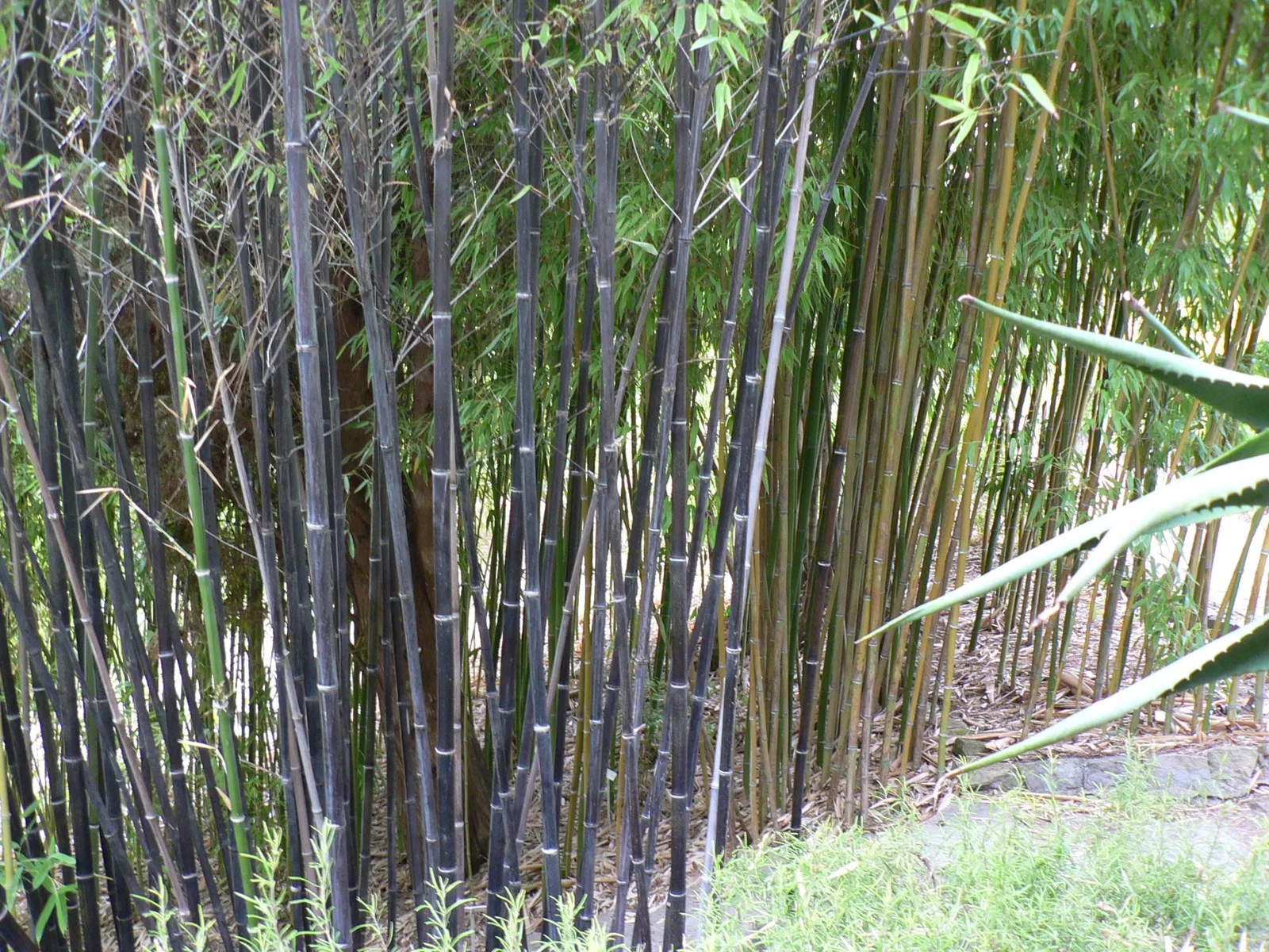 Hanbury Botanical Garden