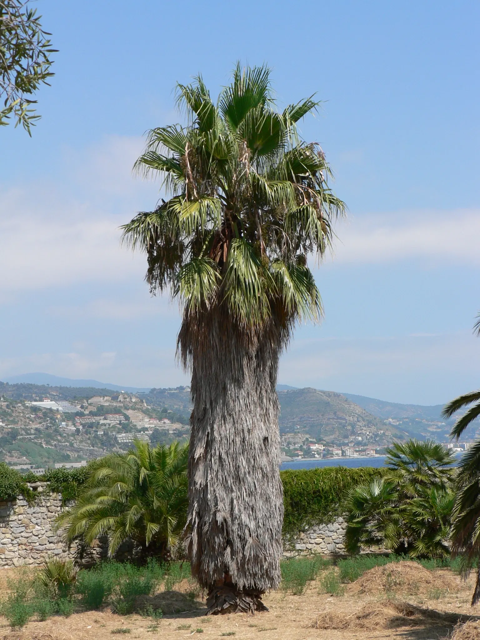 Giardini Botanici Hanbury