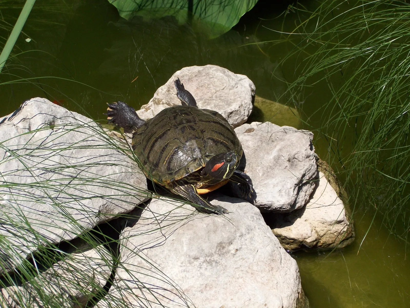 Hanbury Botanical Garden