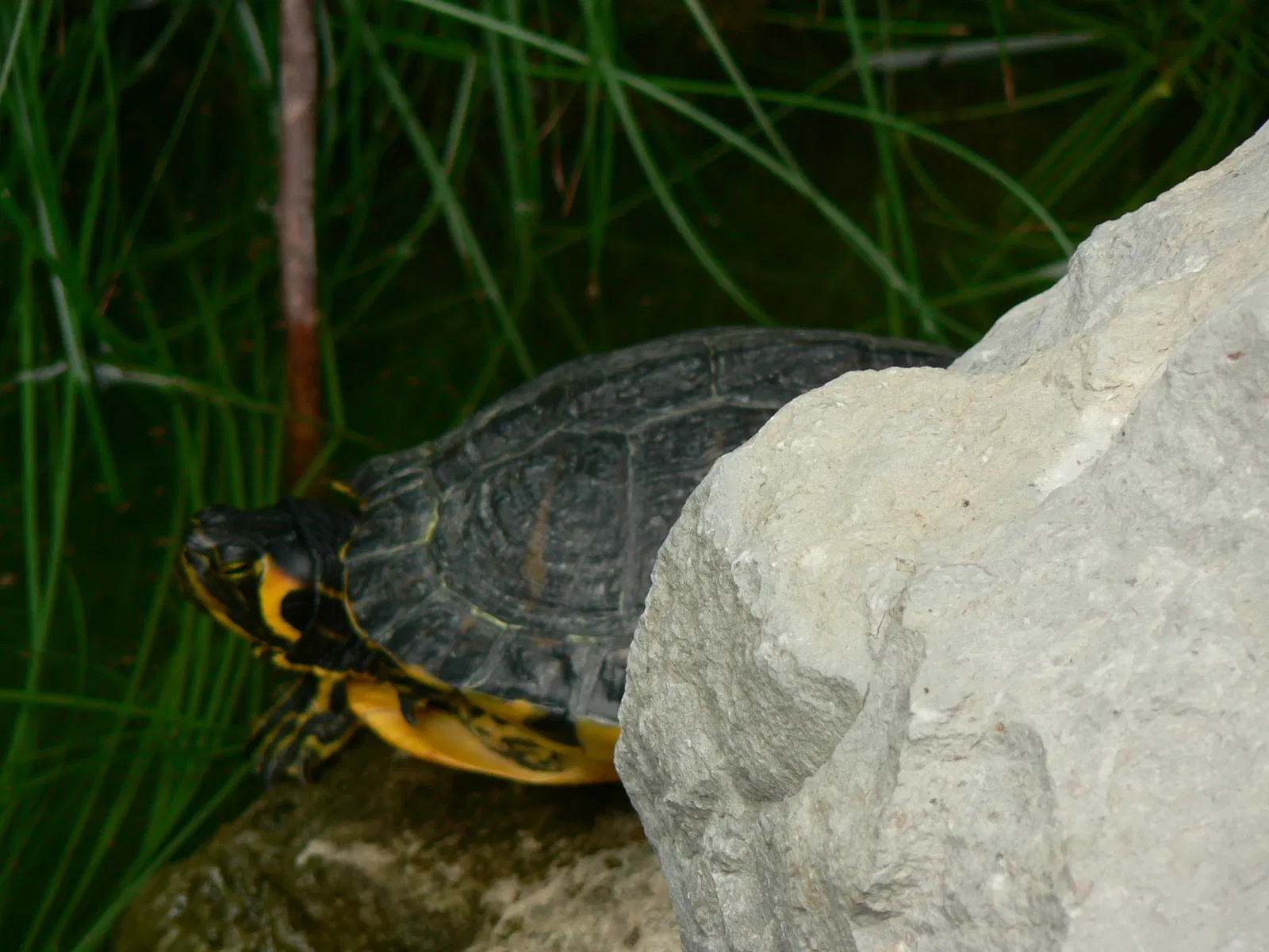 Giardini Botanici Hanbury
