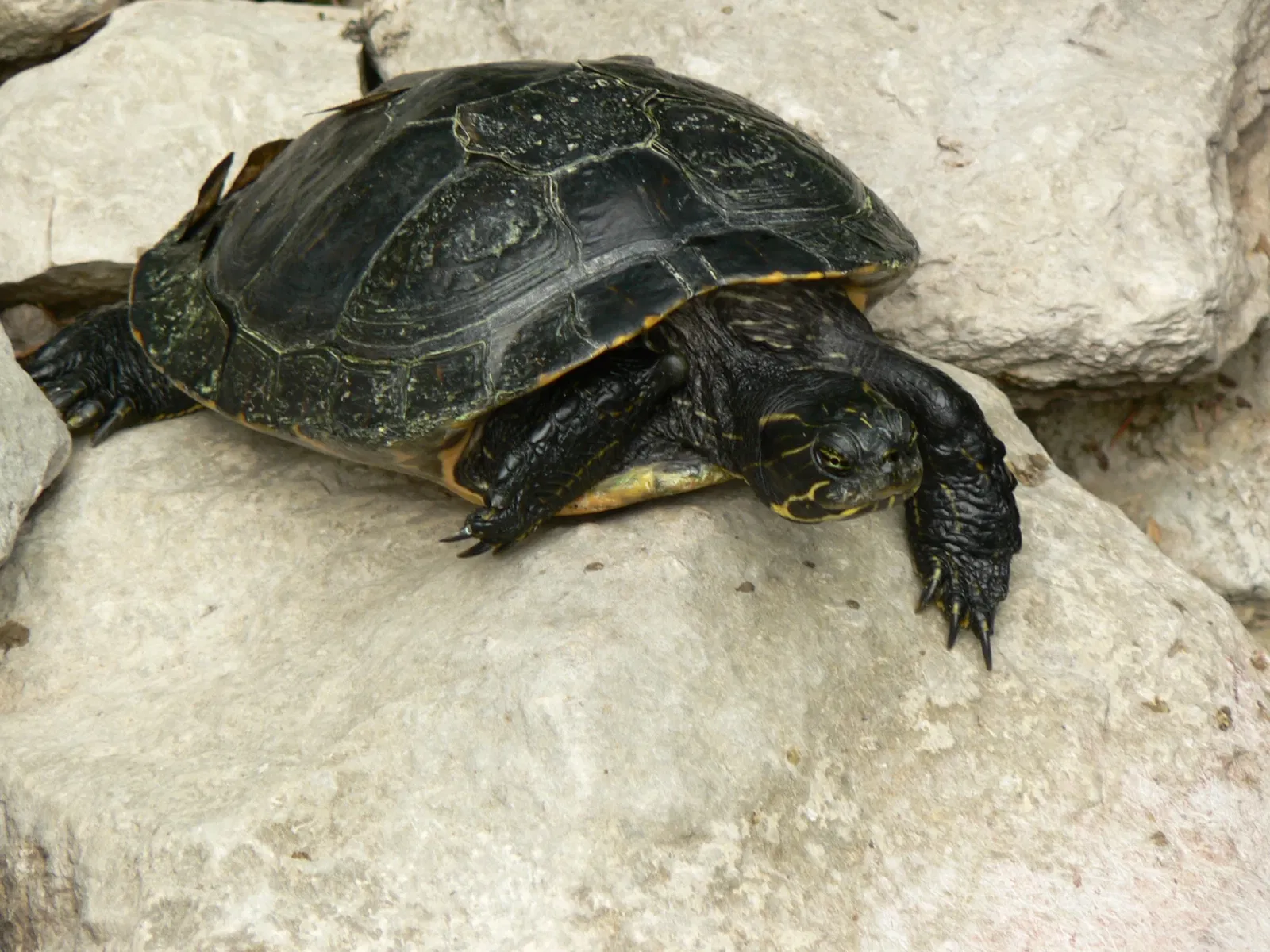 Hanbury Botanical Garden