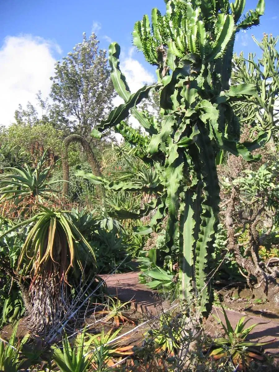Conservatoire Botanique National de Mascarin
