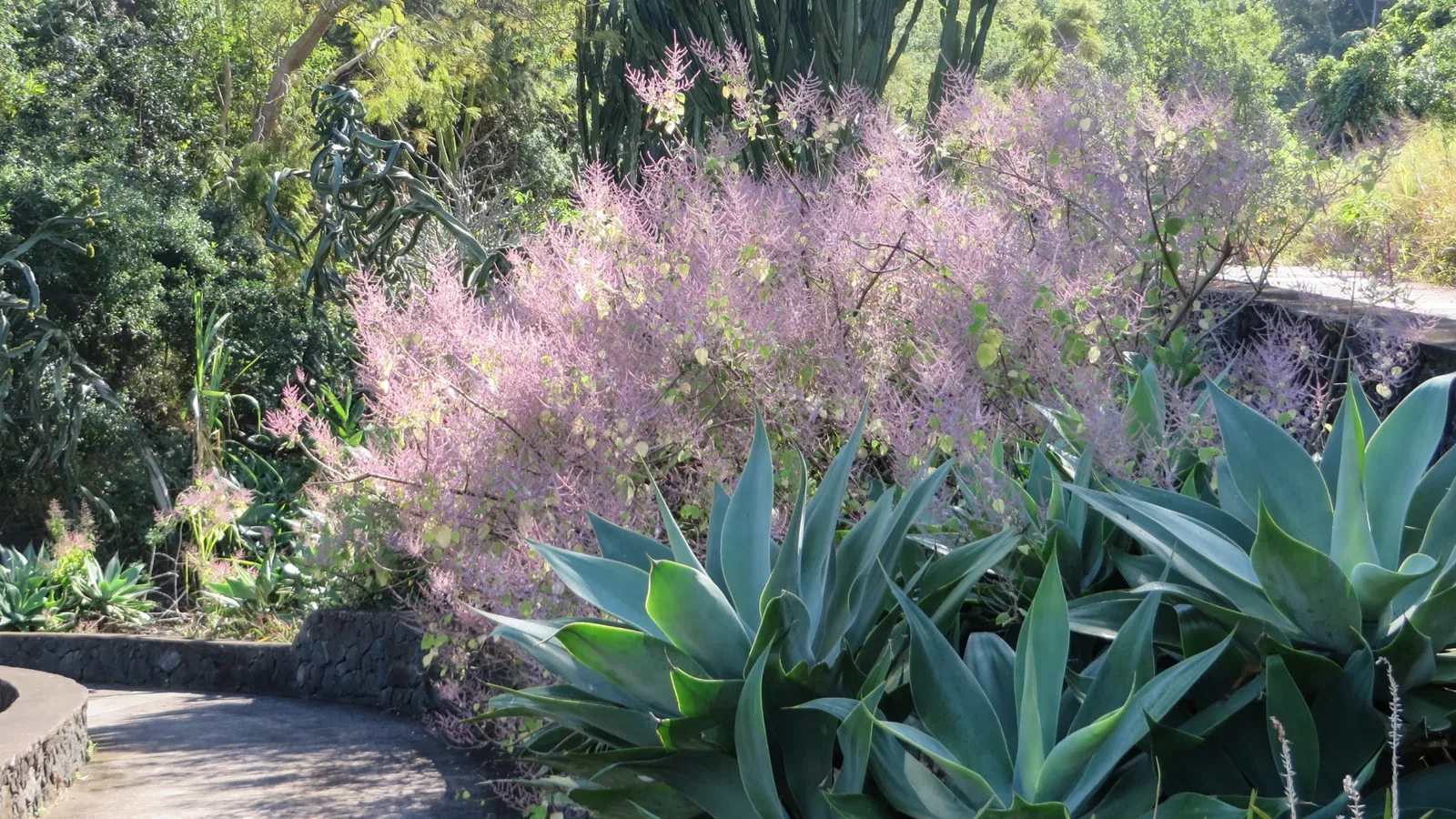 National Conservatory and Botanical Garden