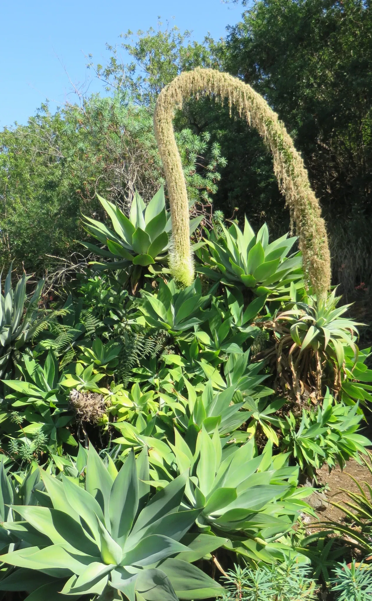 National Conservatory and Botanical Garden