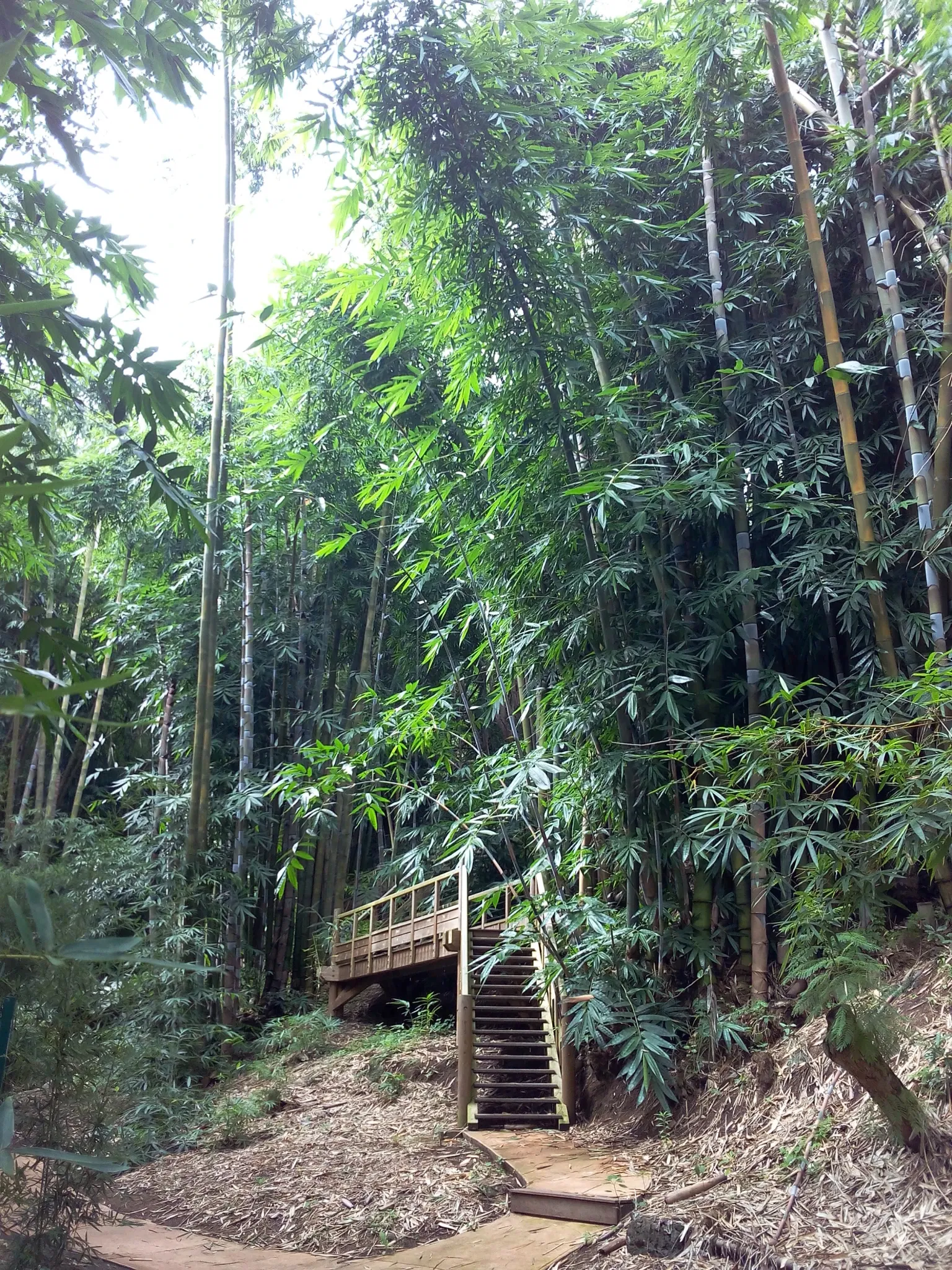 National Conservatory and Botanical Garden