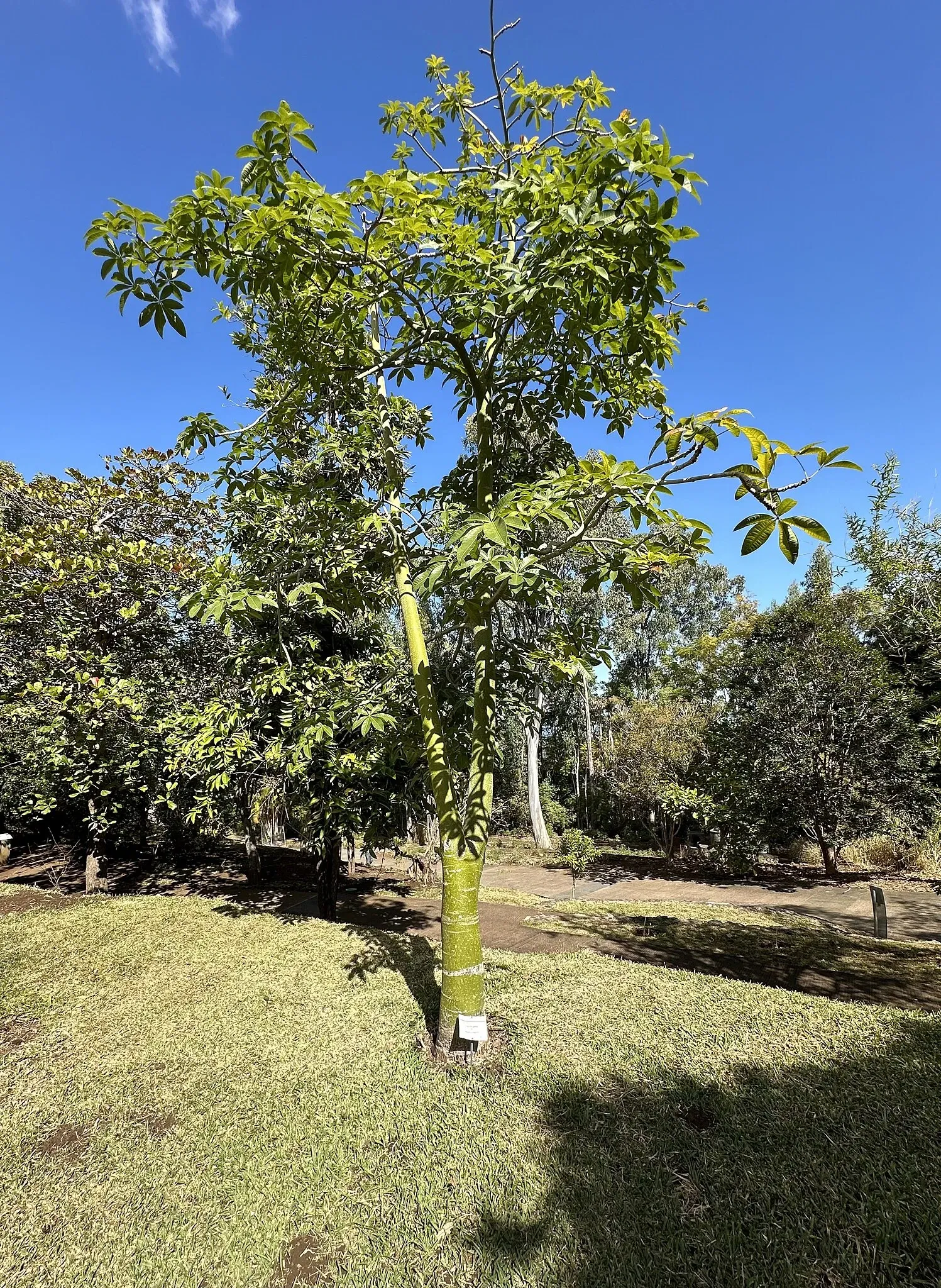 National Conservatory and Botanical Garden