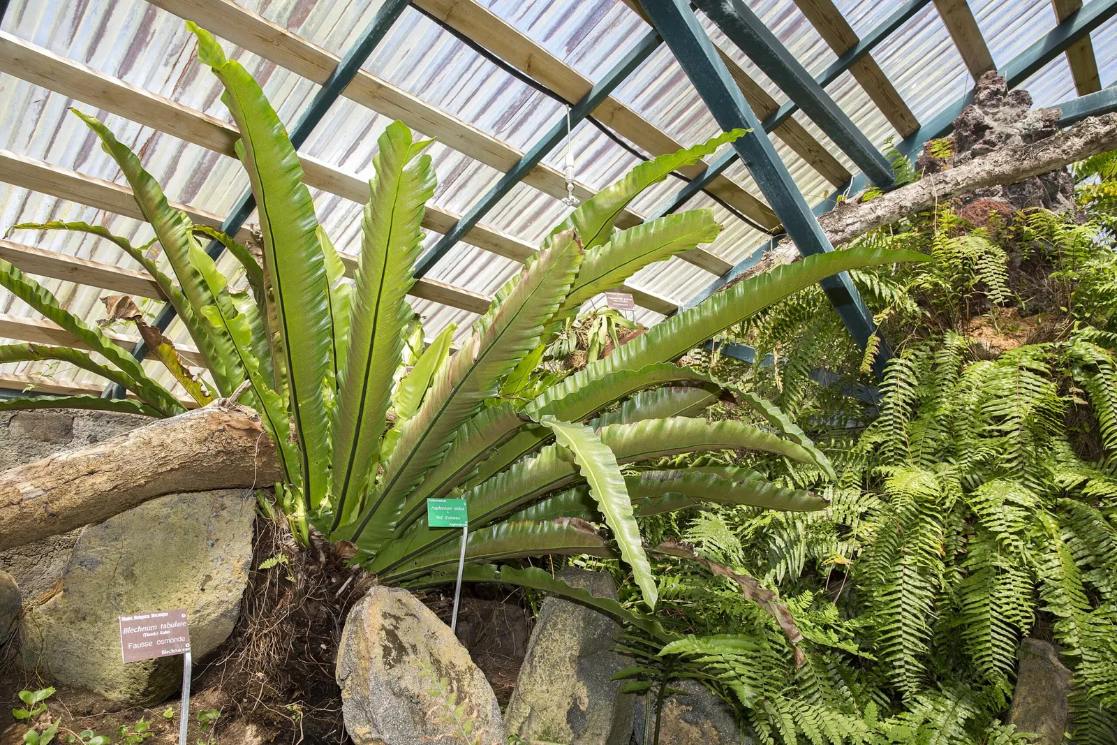 Conservatoire Botanique National de Mascarin