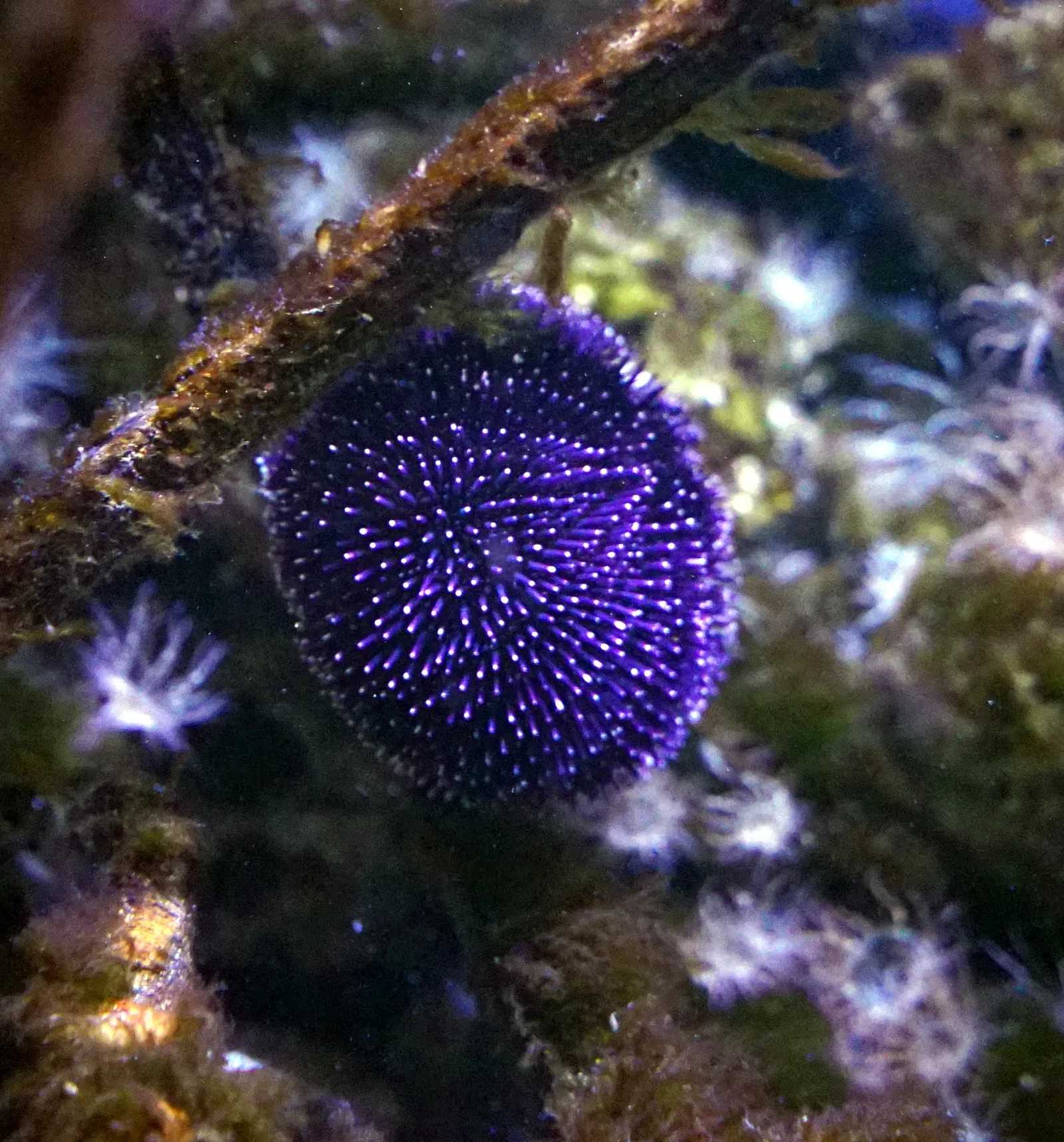 Nancy Aquarium Museum