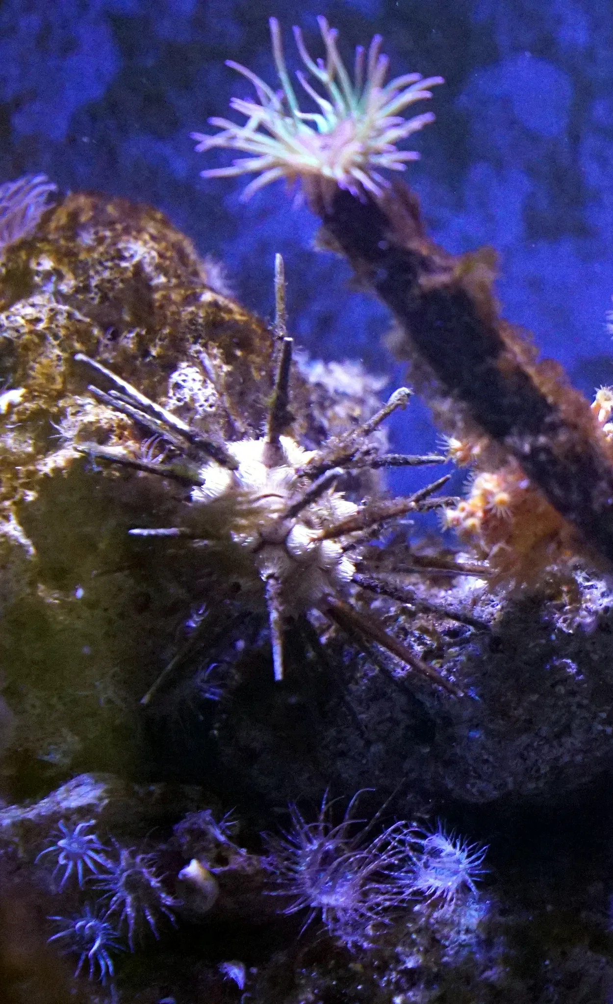 Nancy Aquarium Museum