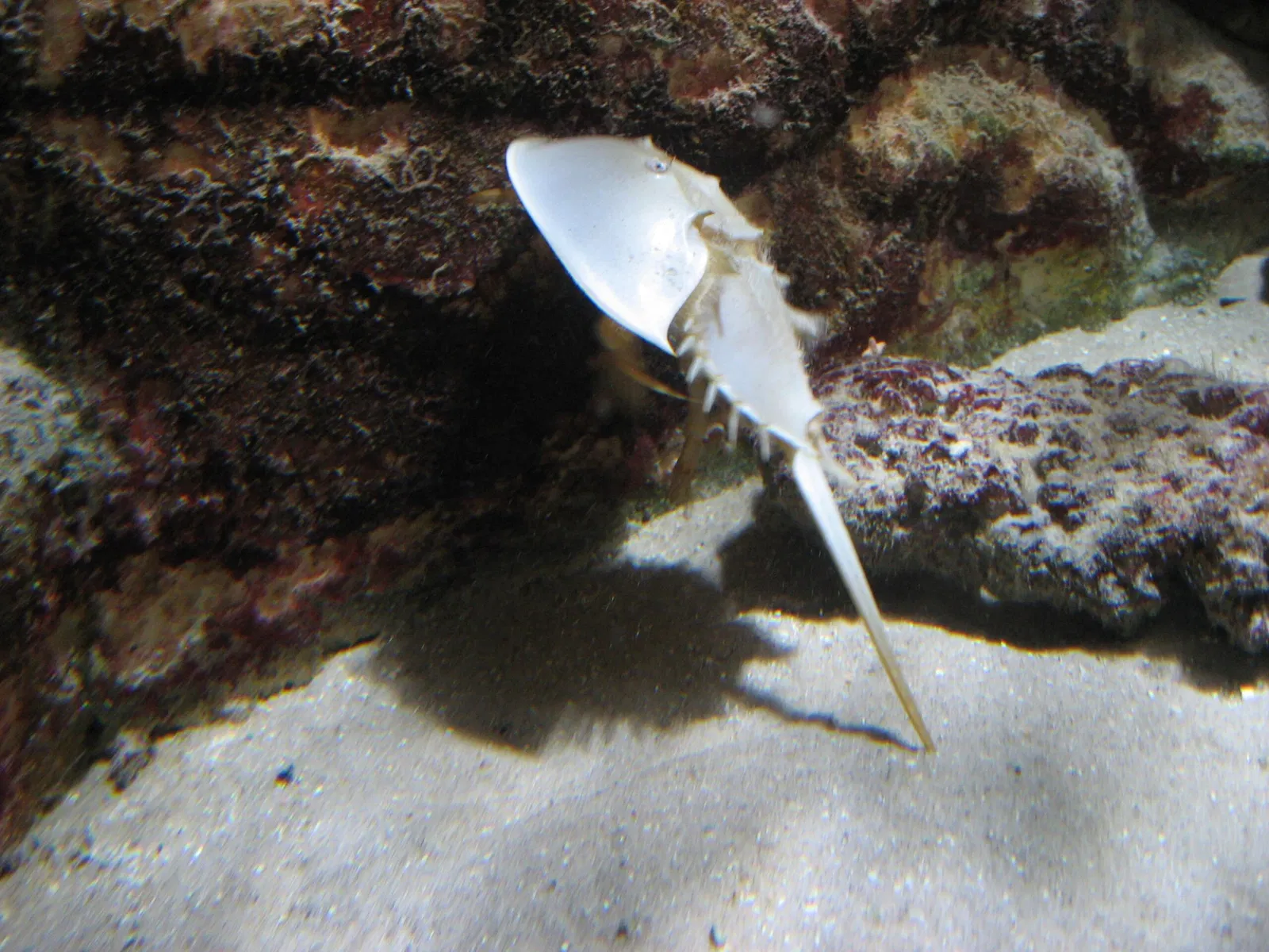 Muséum-Aquarium de Nancy