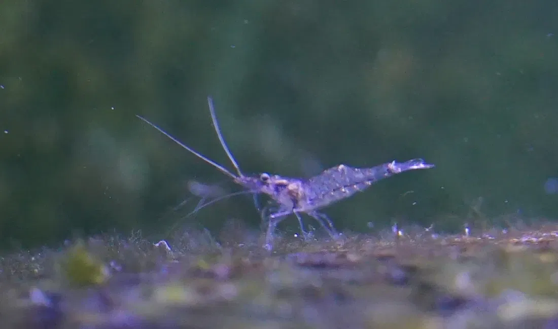 Muséum-Aquarium de Nancy