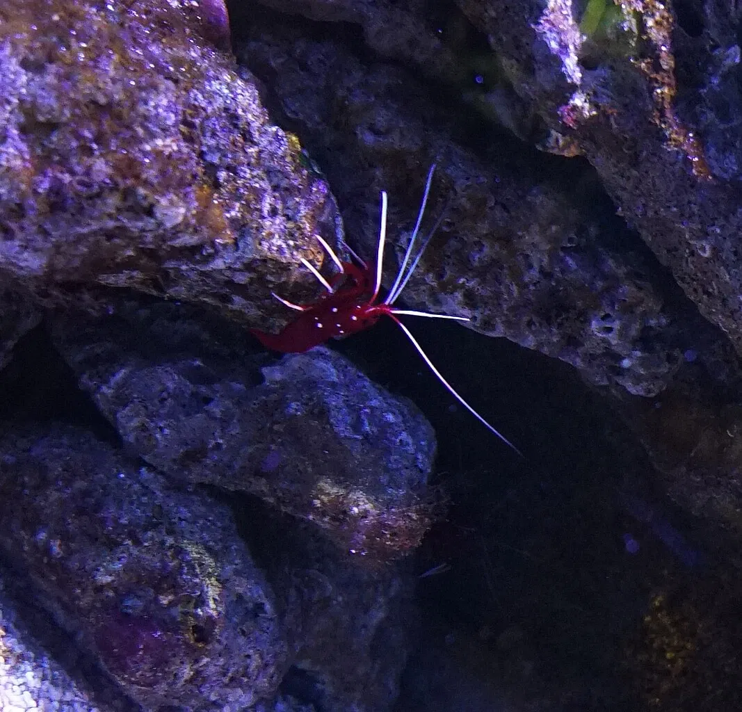 Nancy Aquarium Museum