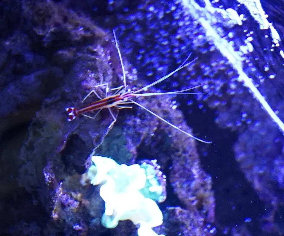 Muséum-Aquarium de Nancy
