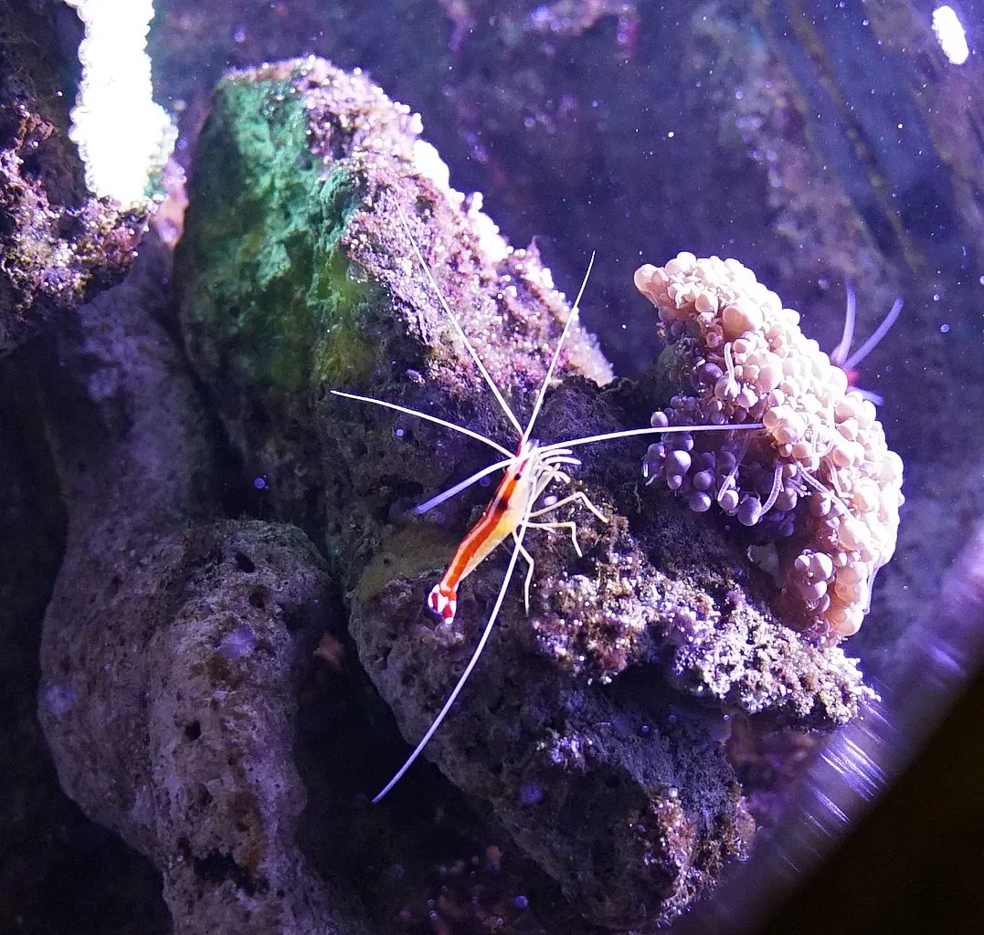 Nancy Aquarium Museum