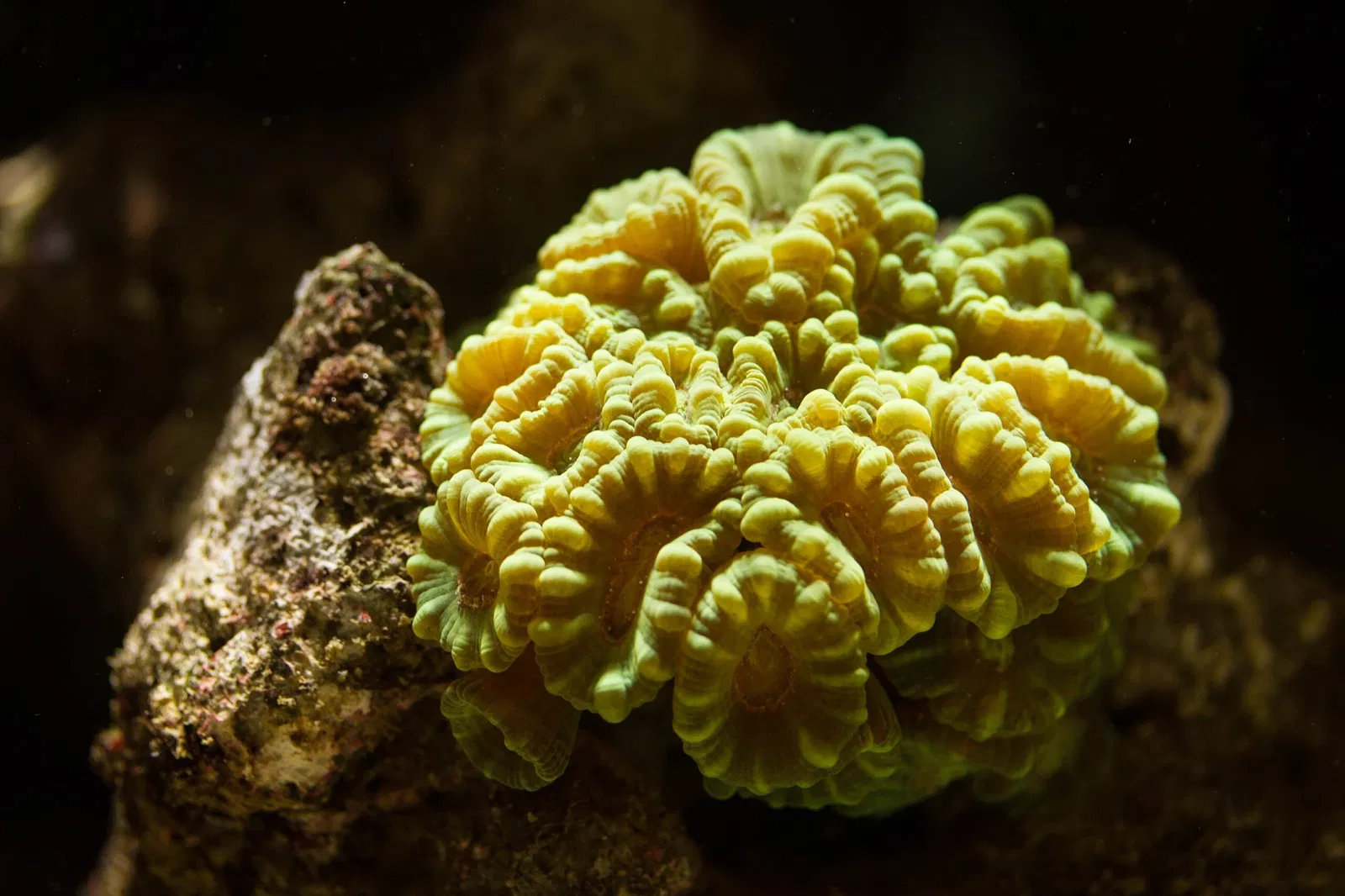 Nancy Aquarium Museum