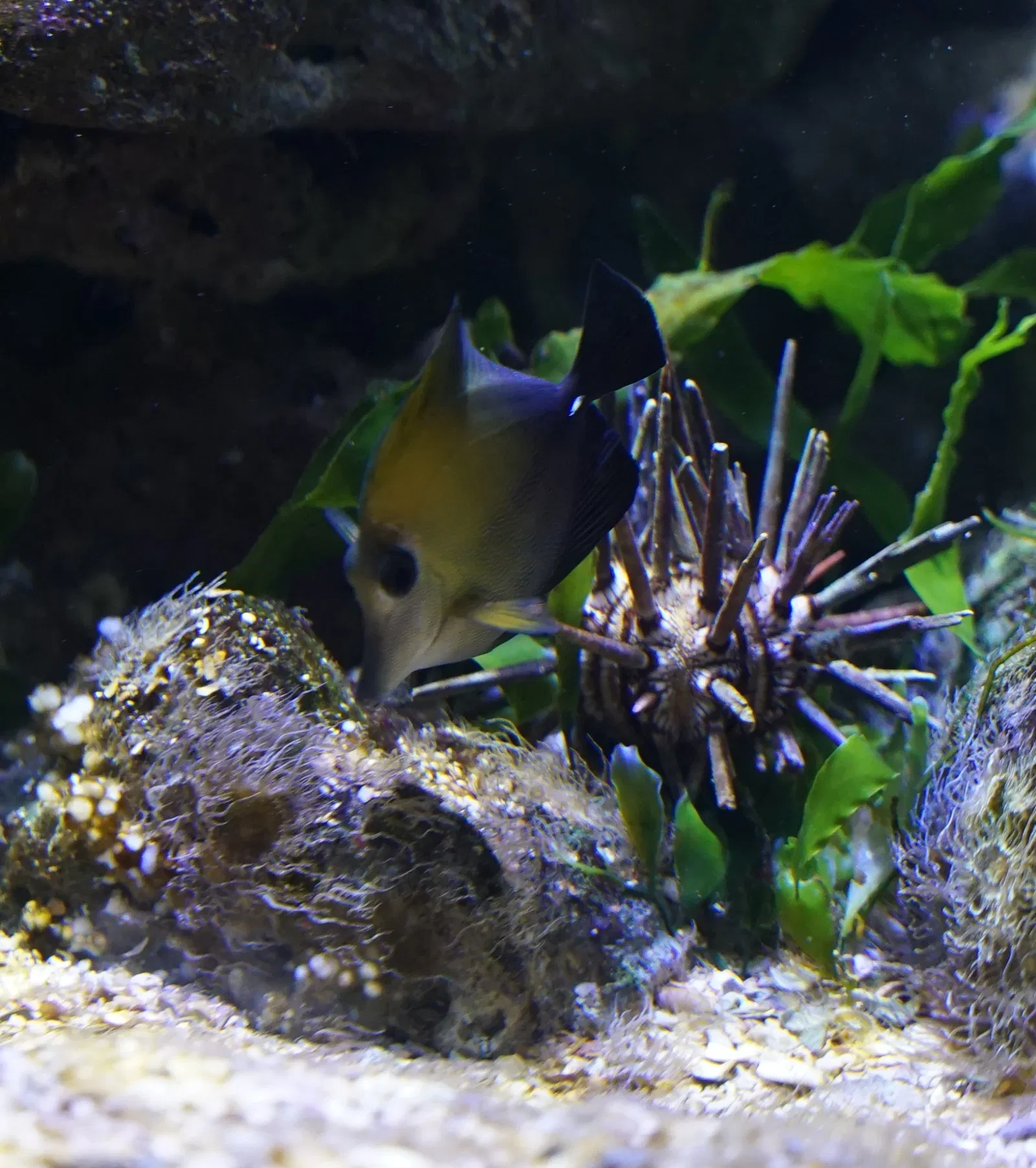 Muséum-Aquarium de Nancy