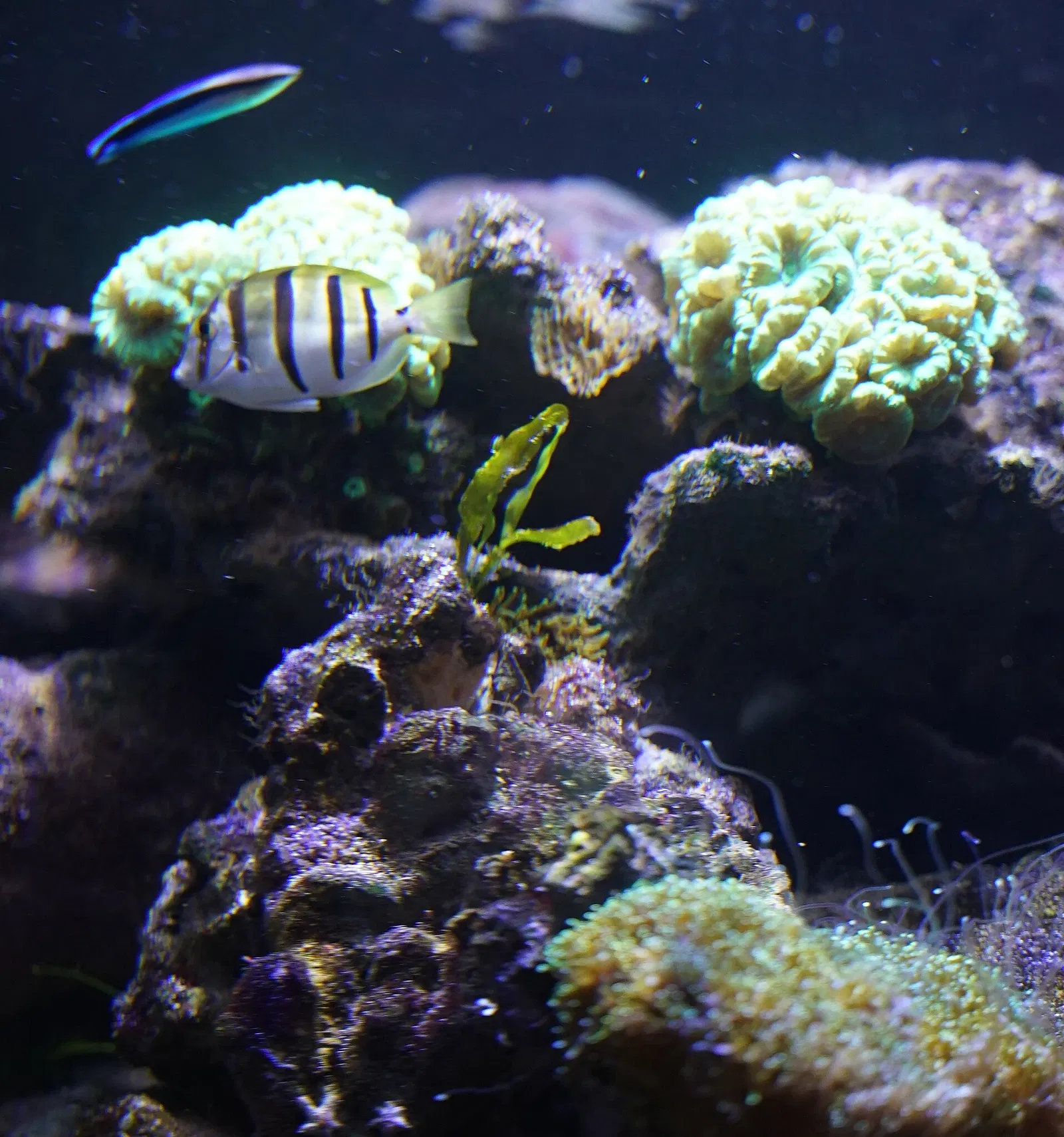 Nancy Aquarium Museum