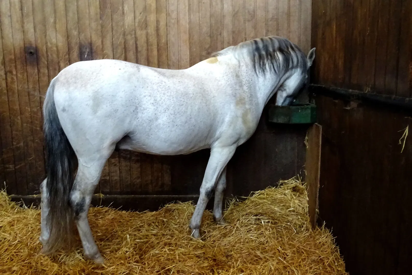 Living Museum of the Horse