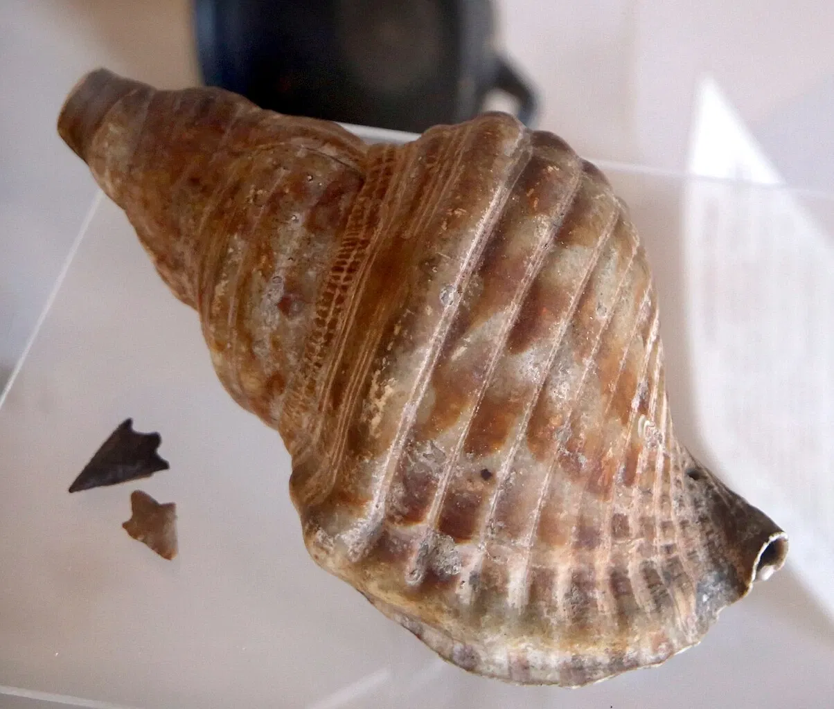 Musée archéologique civique (Portoferraio)