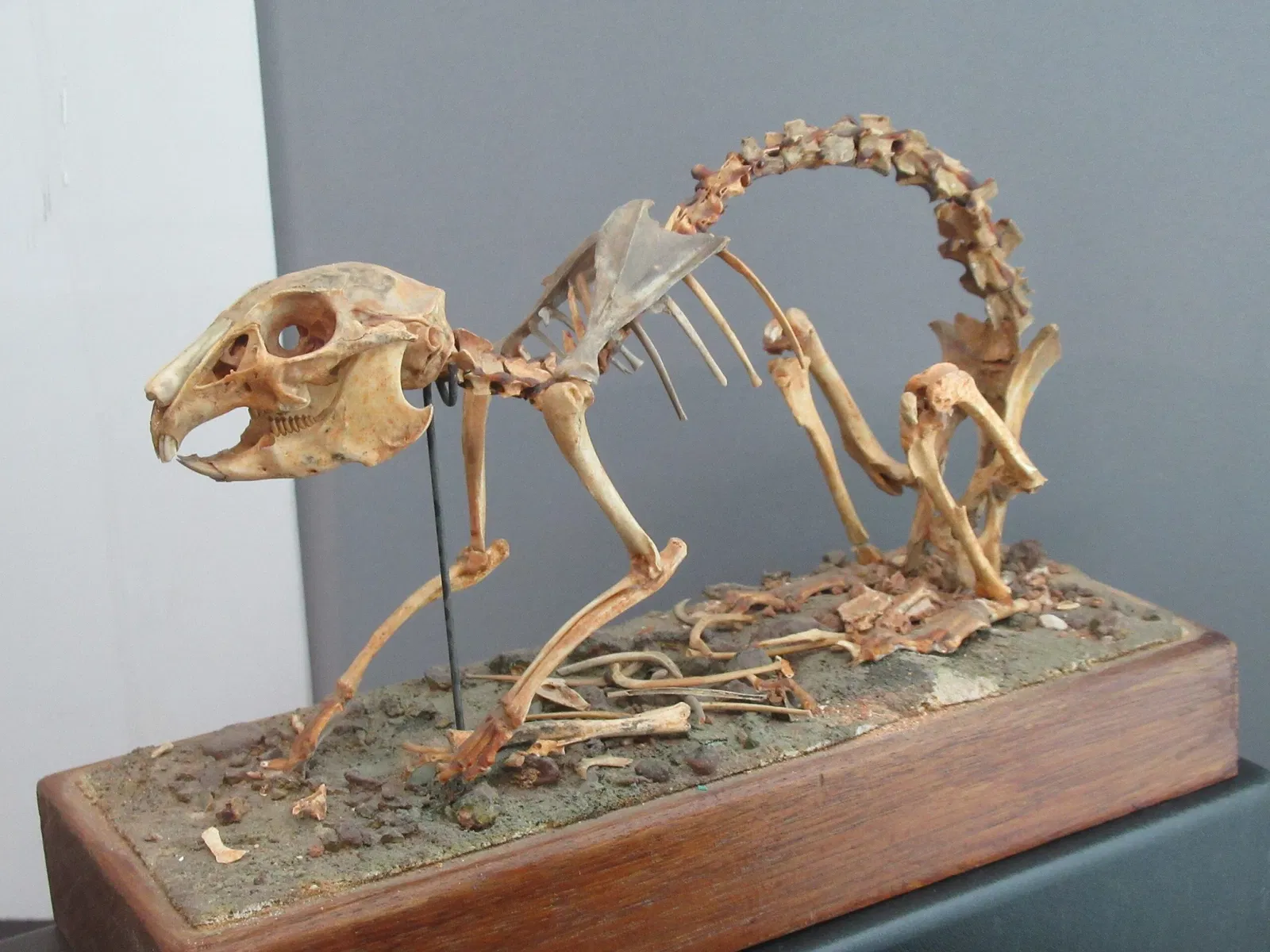 Museo Archeologico Nazionale Giorgio Asproni Nuoro