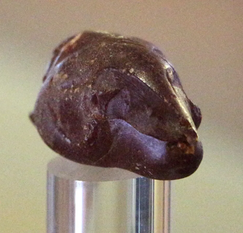 Archaeological Museum of the territory of Populonia