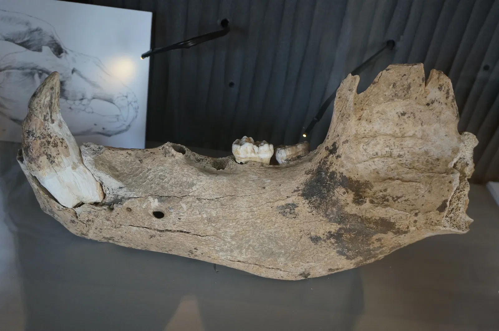 Musée de Saint-Dizier