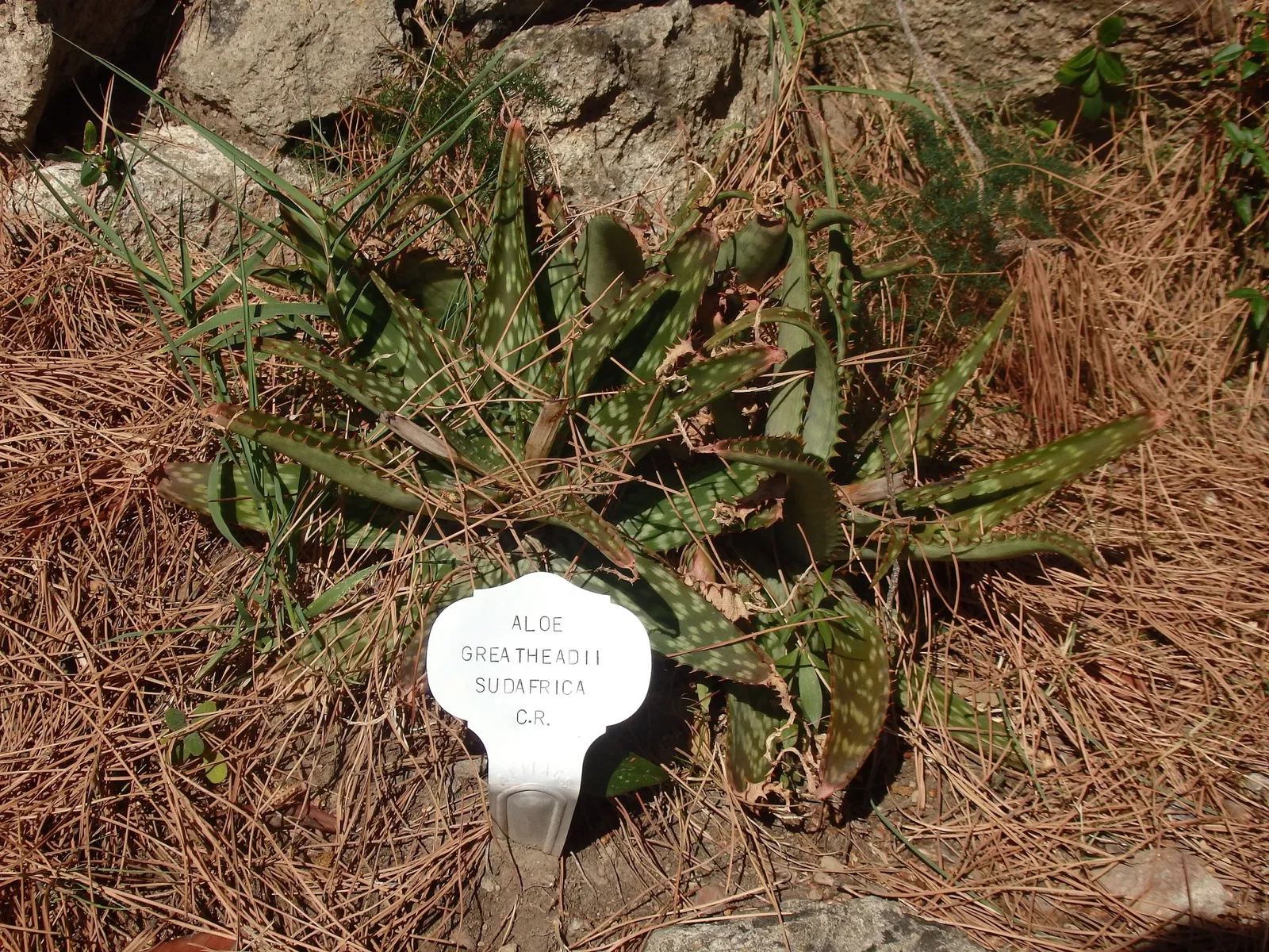 Giardini La Mortella - Fondazione William Walton