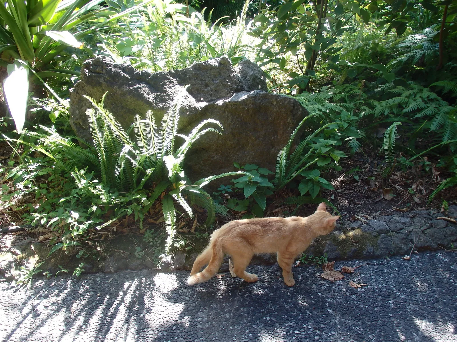 Giardini La Mortella - Fondazione William Walton