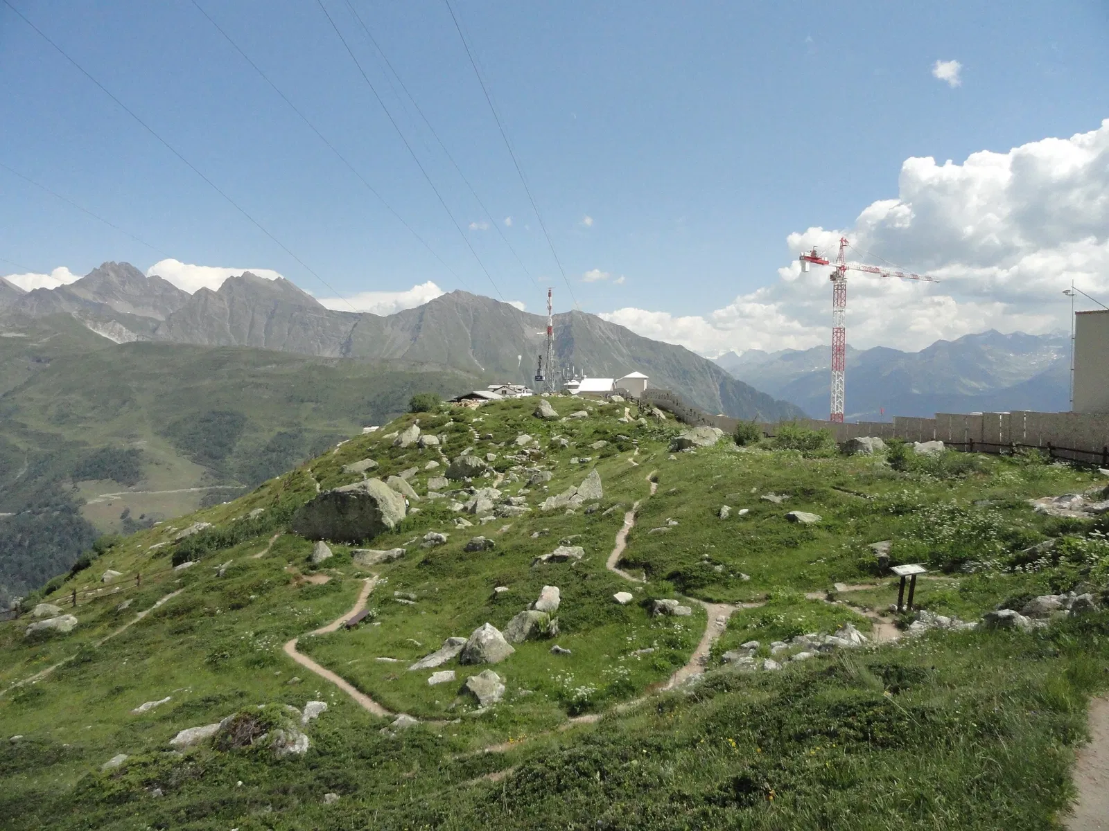 Saussurea Alpine Botanical Garden