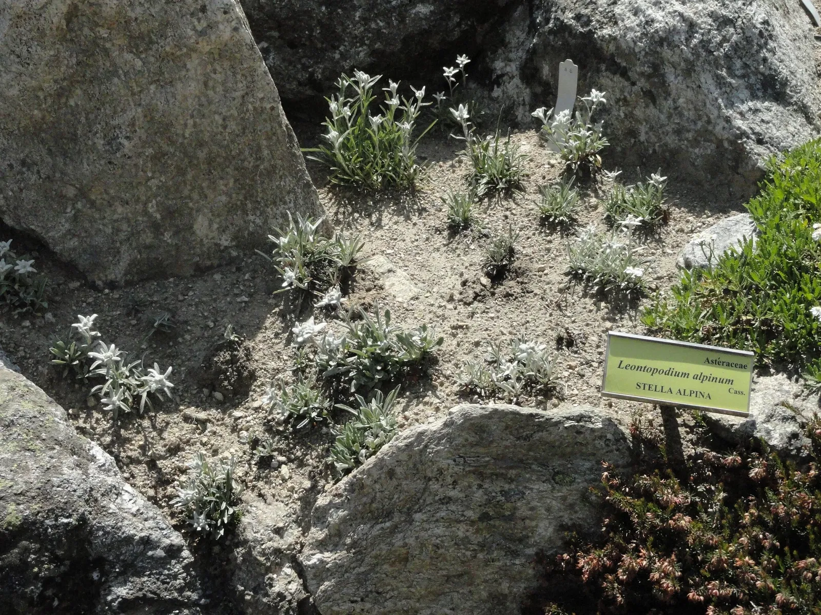 Saussurea Alpine Botanical Garden