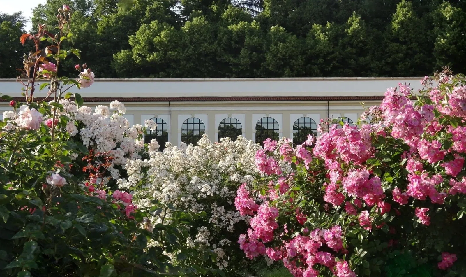 Roseto Niso Fumagalli