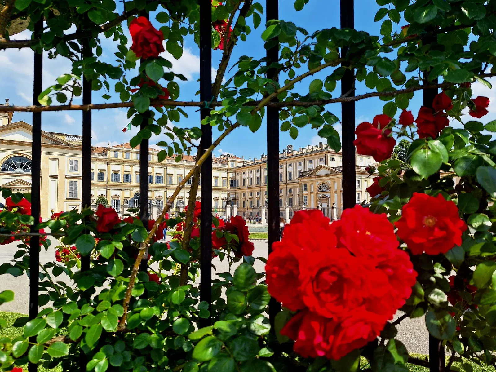 Roseto Niso Fumagalli