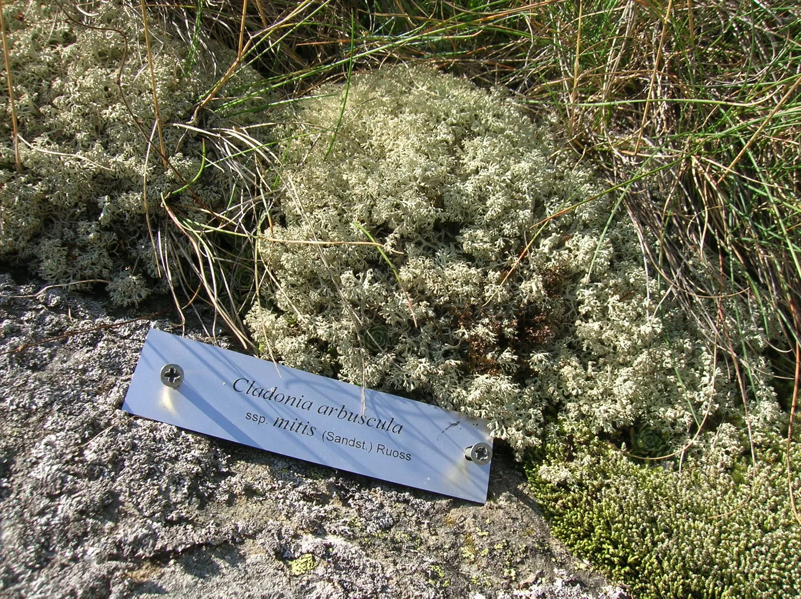 Paradisia Alpine Botanical Garden