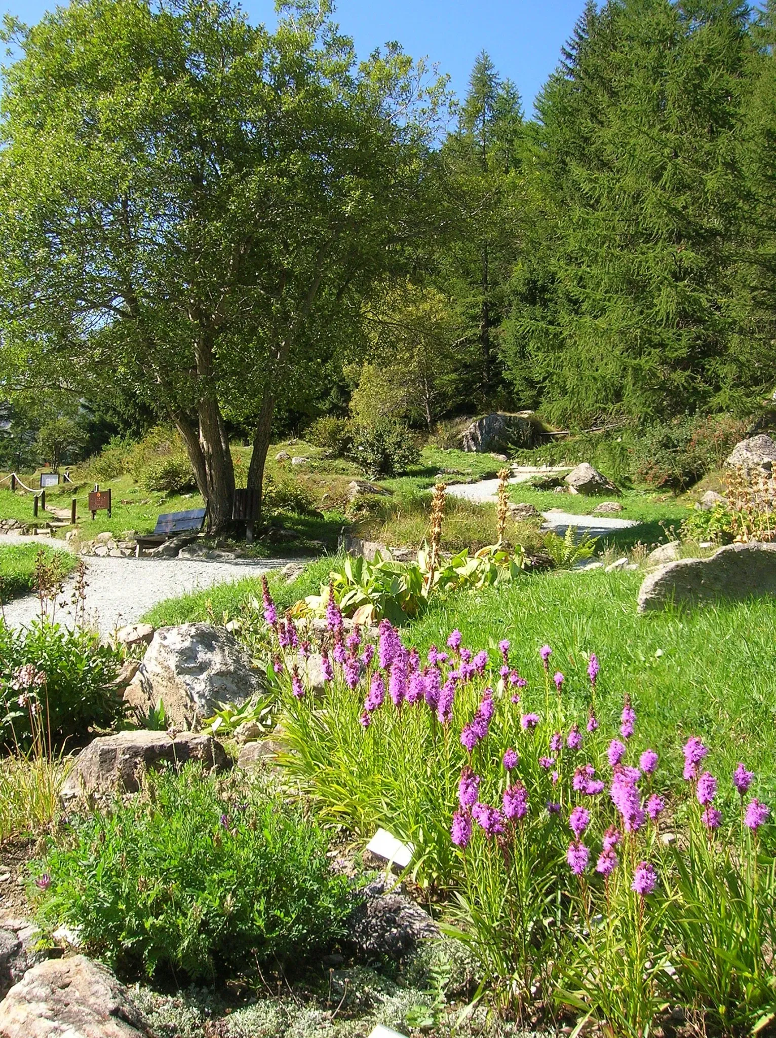 Giardino Botanico Alpino Paradisia