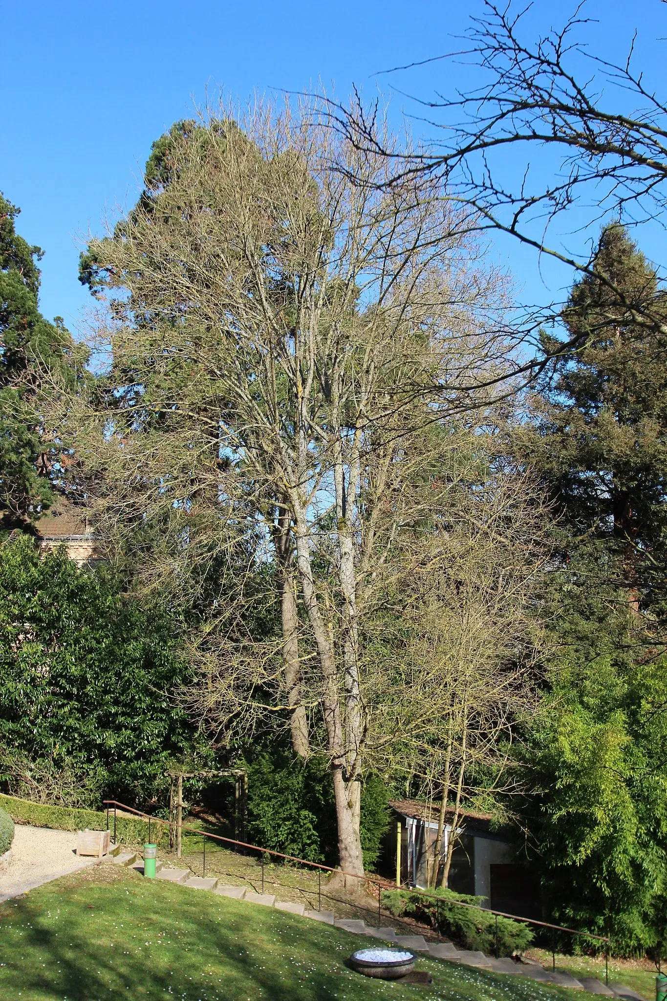 Raymond Devos Foundation