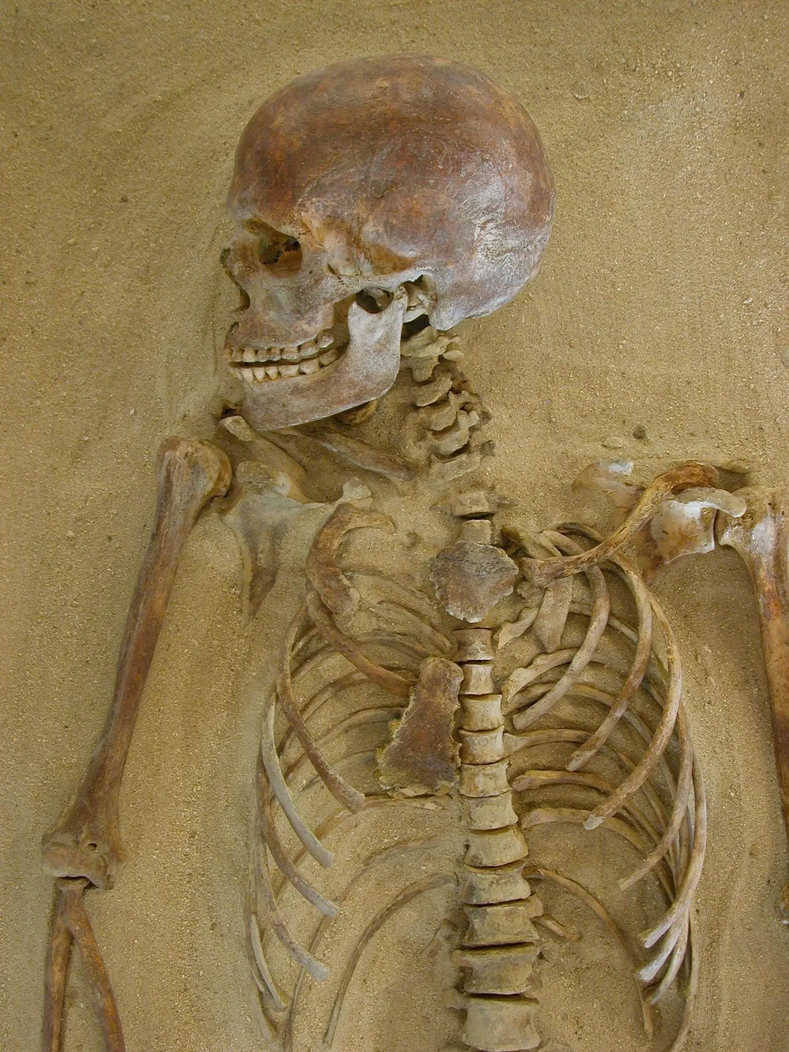 Museum of the Alta Rocca