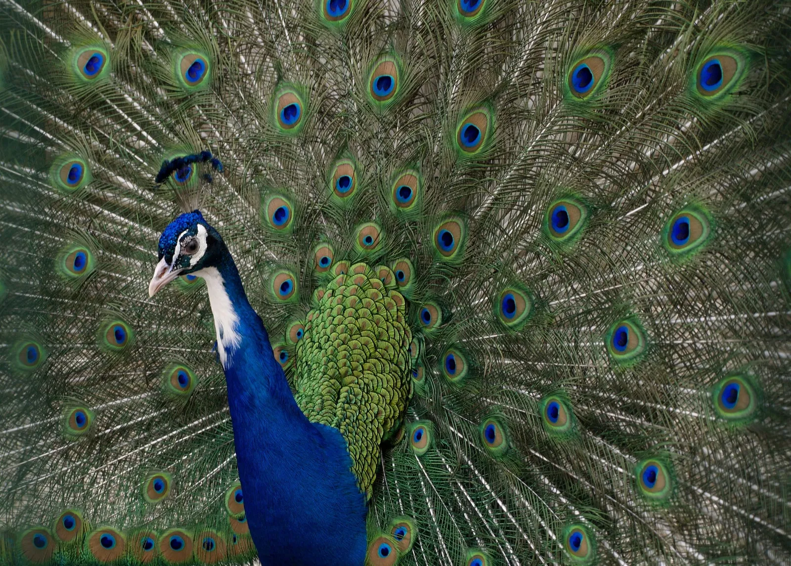 Parco Della Preistoria