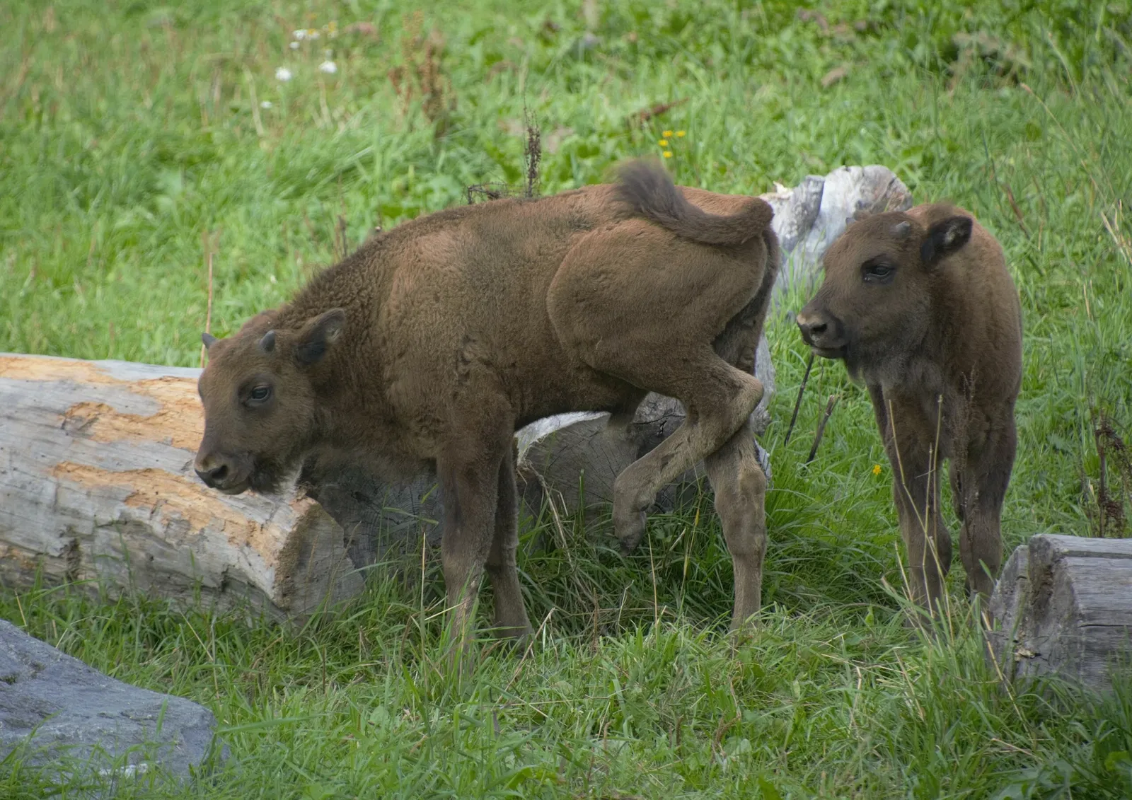 Avesta Bison Park