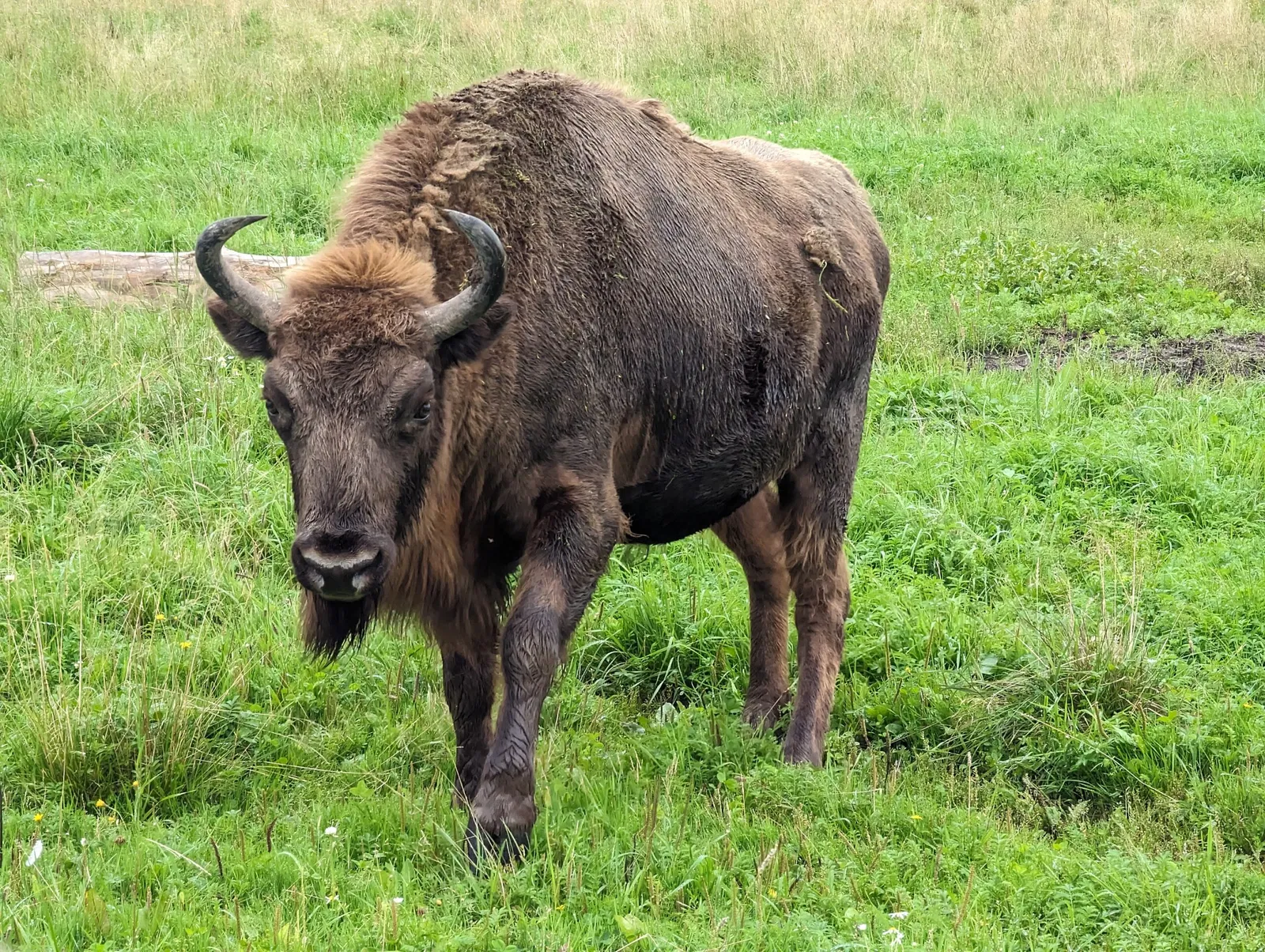Avesta Bison Park