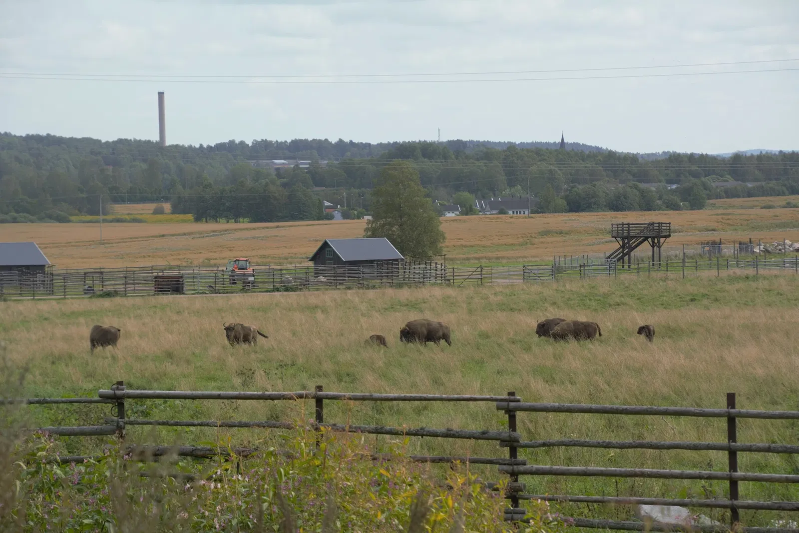 Avesta Bison Park