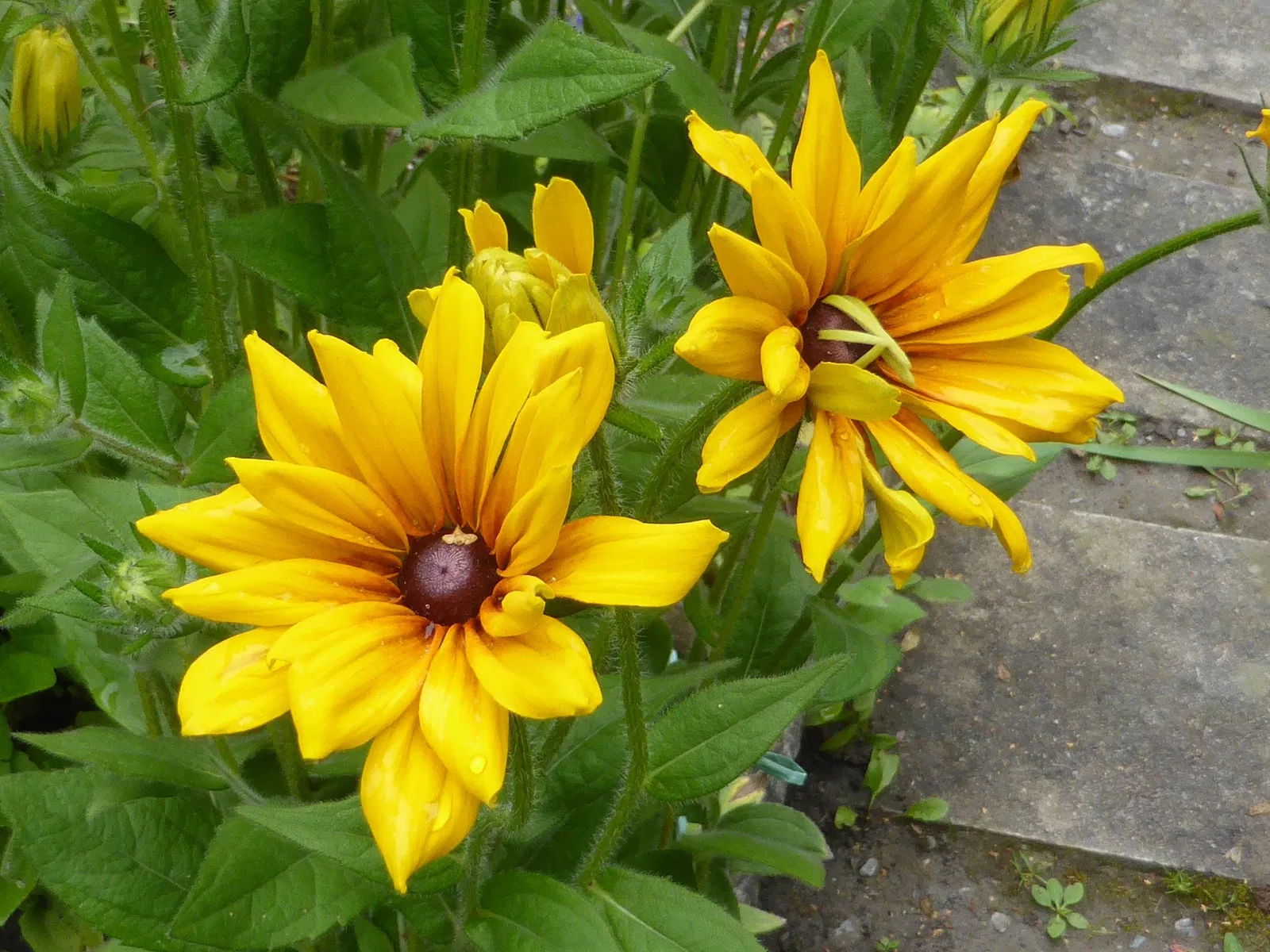 Giardino Alpino Botanico "Rezia"