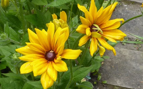 Giardino Alpino Botanico "Rezia"