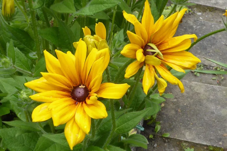 Giardino Alpino Botanico "Rezia"