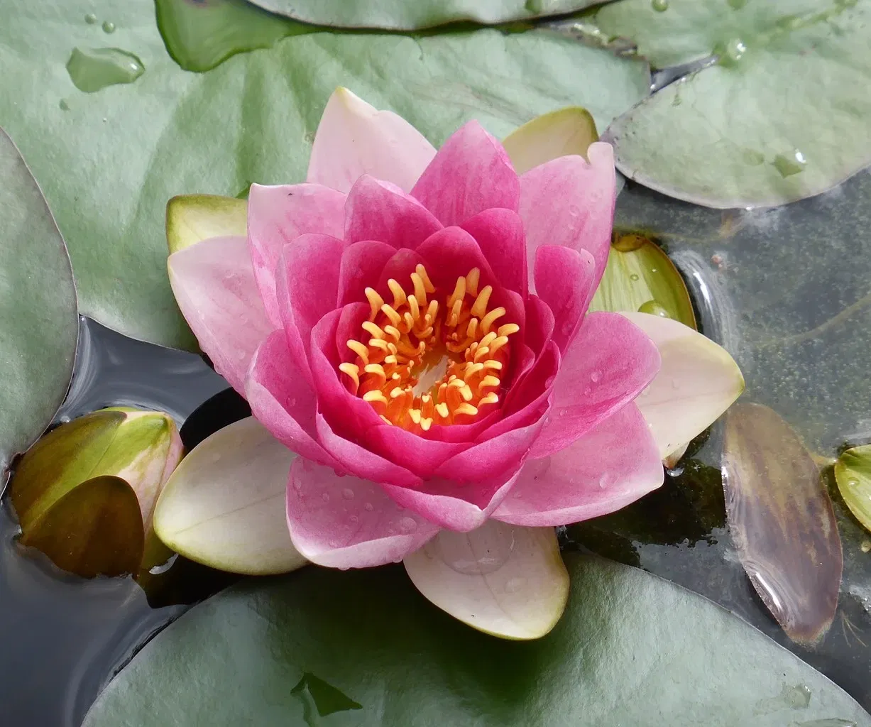 Giardino Alpino Botanico "Rezia"