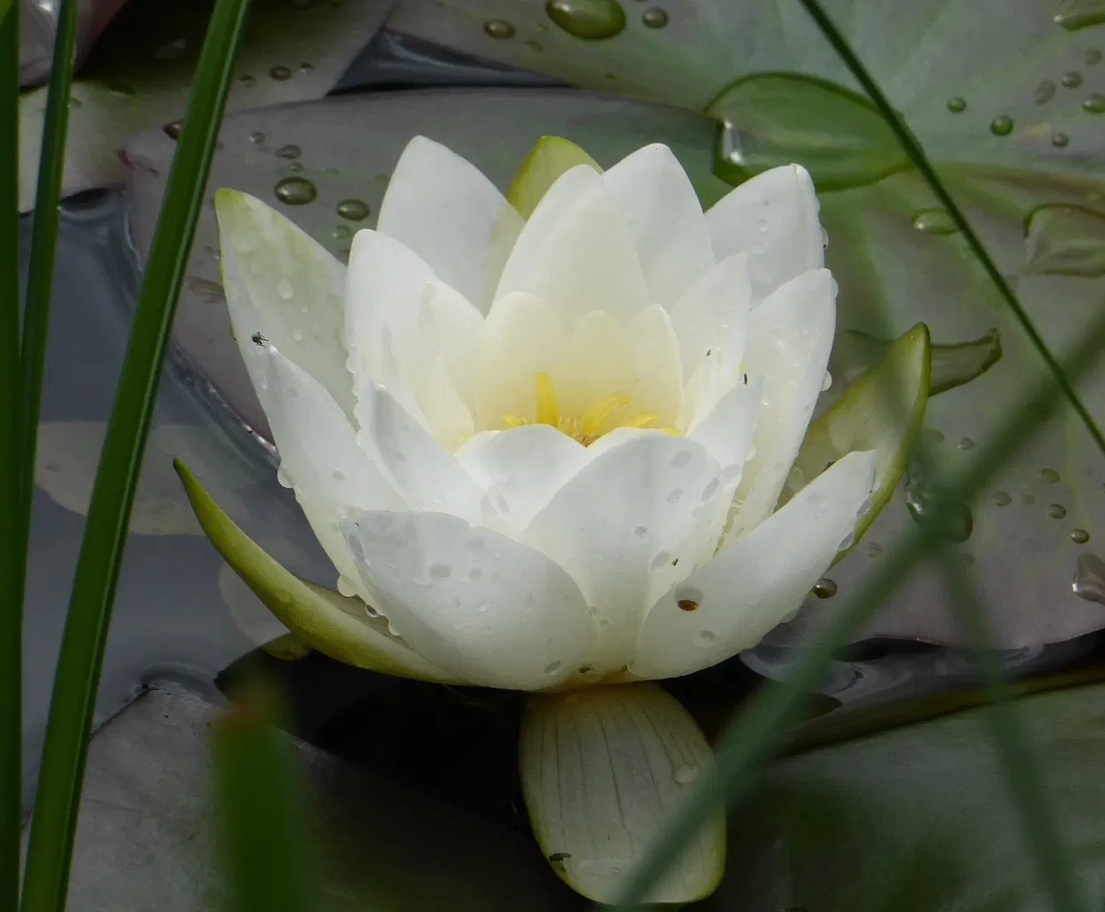 Giardino Alpino Botanico "Rezia"