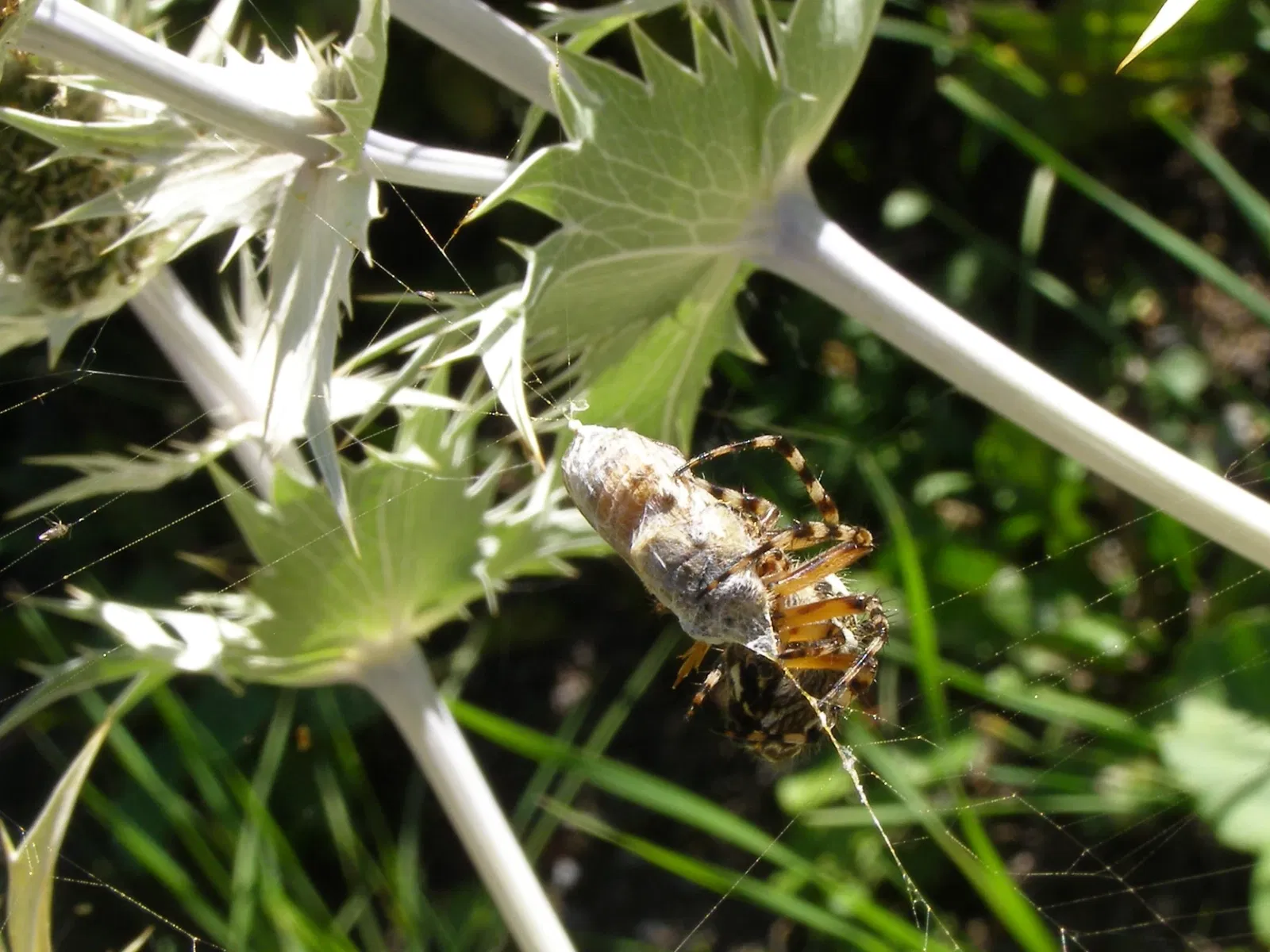 Giardino Alpino Botanico "Rezia"
