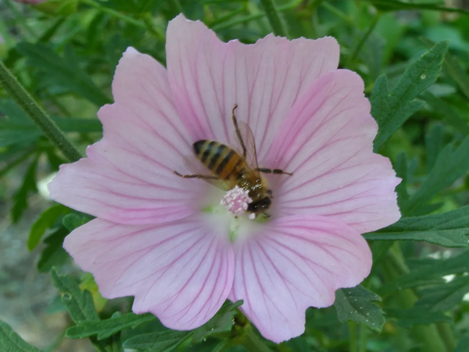 Giardino Alpino Botanico "Rezia"