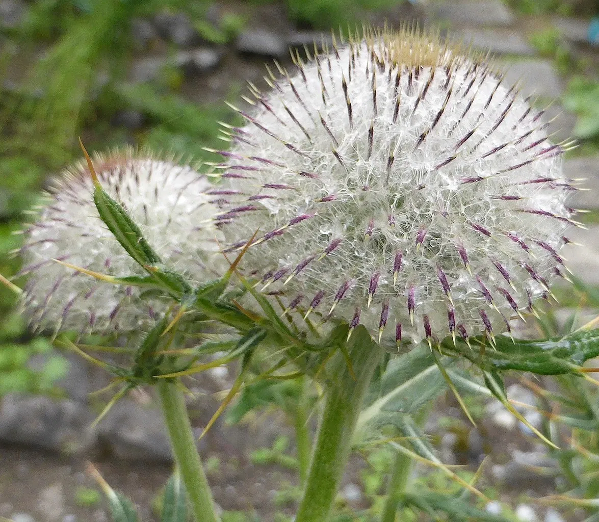 Giardino Alpino Botanico "Rezia"